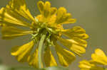 Common sneezeweed